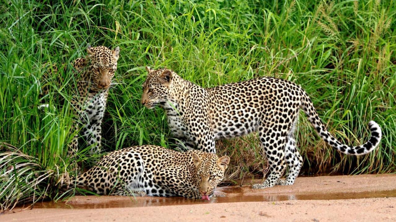 クラセリー・プライベート自然保護区 Simbavati Camp Georgeヴィラ エクステリア 写真